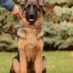 Arno German Shepherd