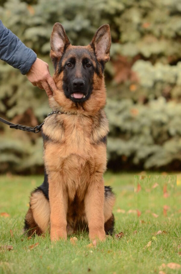 Zet German Shepherd