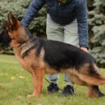 Zet-male-German-shepherd-puppy-for-sale-1 (3)