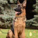 Zet-male-German-shepherd-puppy-for-sale-1 (4)