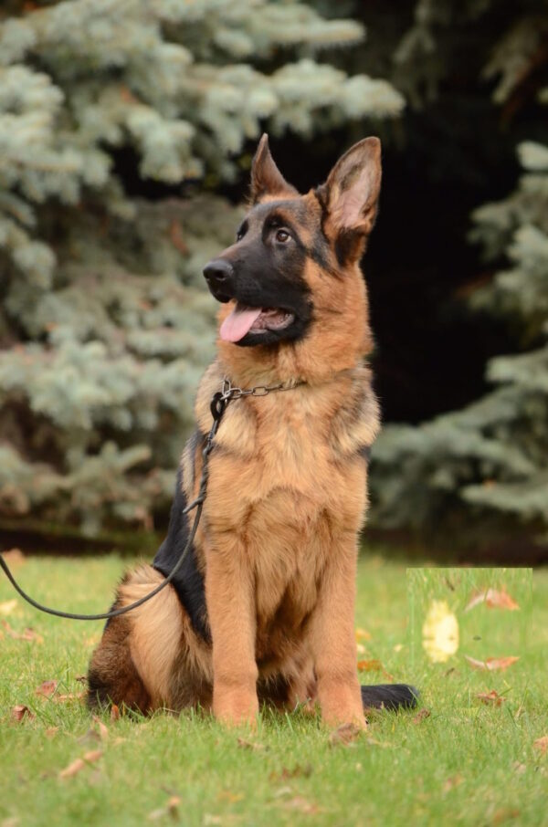 Zet German Shepherd