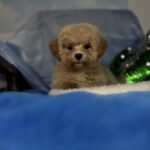 Zhangir-male-maltipoo-puppy-for-sale-1 (1)