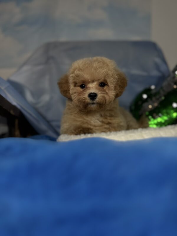 Zhangir Maltipoo Zhangir Maltipoo