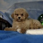 Zhangir-male-maltipoo-puppy-for-sale-1 (2)