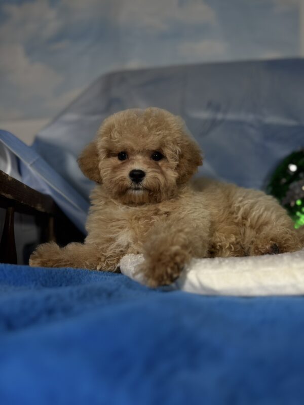 Zhangir Maltipoo Zhangir Maltipoo