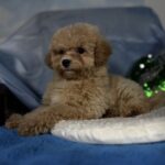 Zhangir-male-maltipoo-puppy-for-sale-1 (3)