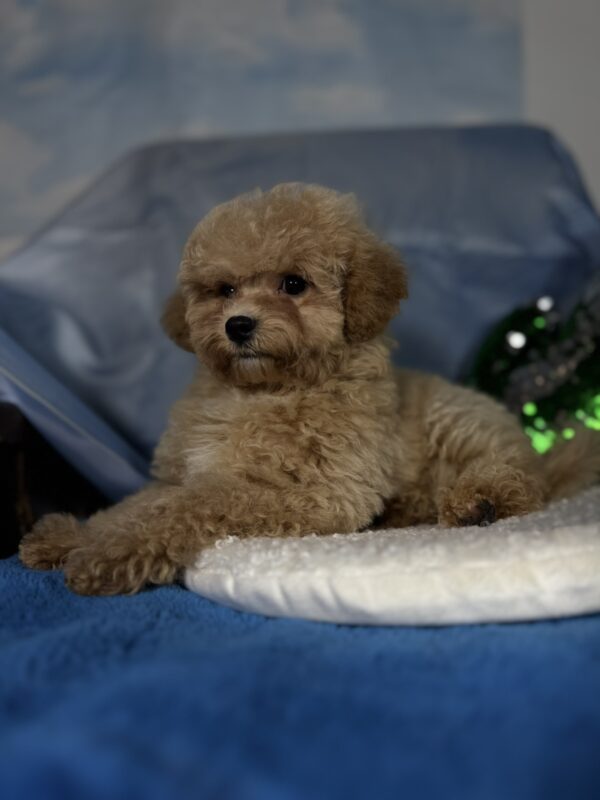 Zhangir Maltipoo Zhangir Maltipoo