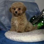 Zhangir-male-maltipoo-puppy-for-sale-1 (4)