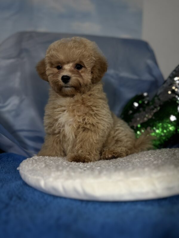 Zhangir Maltipoo Zhangir Maltipoo