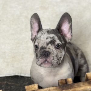 Zhemanti French Bulldog Zhemanti French Bulldog