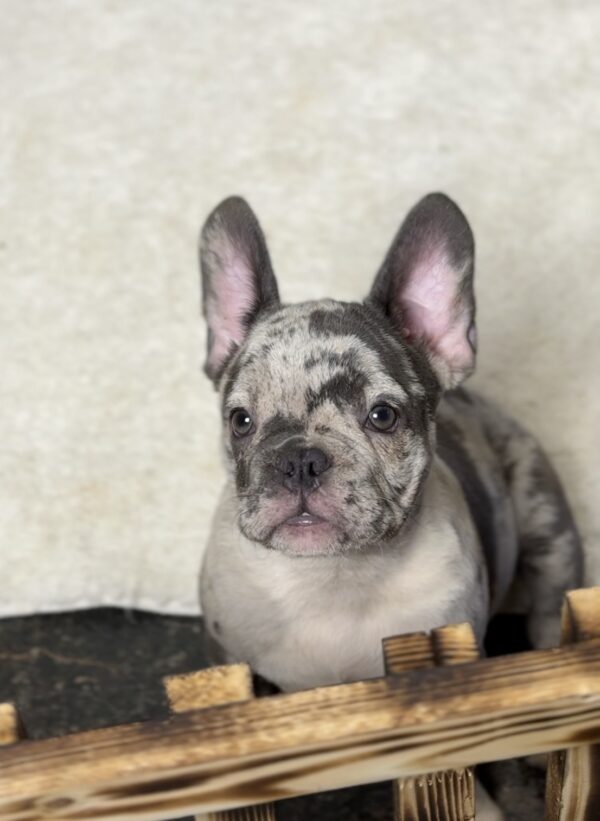 Zhemanti French Bulldog Zhemanti French Bulldog