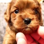 Zizi-female-Cavapoo-puppy-for-sale-1