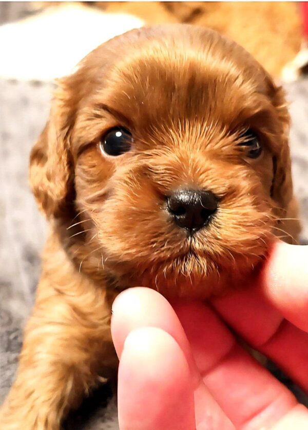 Zizi Cavapoo Zizi Cavapoo