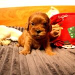 Zizi-female-Cavapoo-puppy-for-sale-2