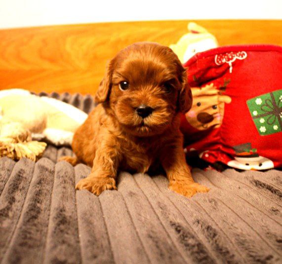 Zizi Cavapoo Zizi Cavapoo