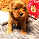 Zizi-female-Cavapoo-puppy-for-sale-3