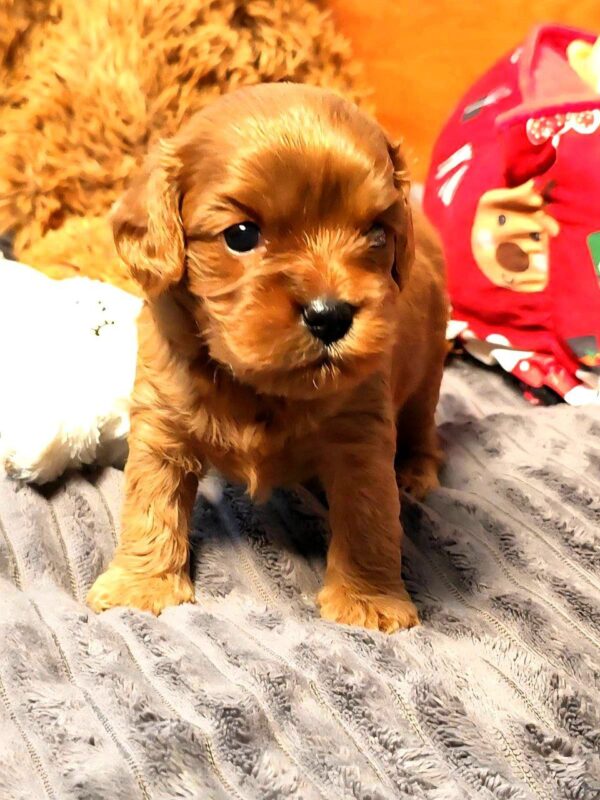 Zizi Cavapoo Zizi Cavapoo