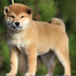 Zoom-Zoom-female-shiba-inu-puppy-for-sale-1 (1)
