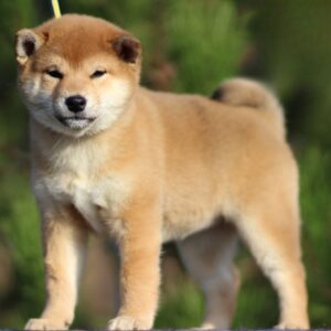 Zoom Zoom Shiba Inu