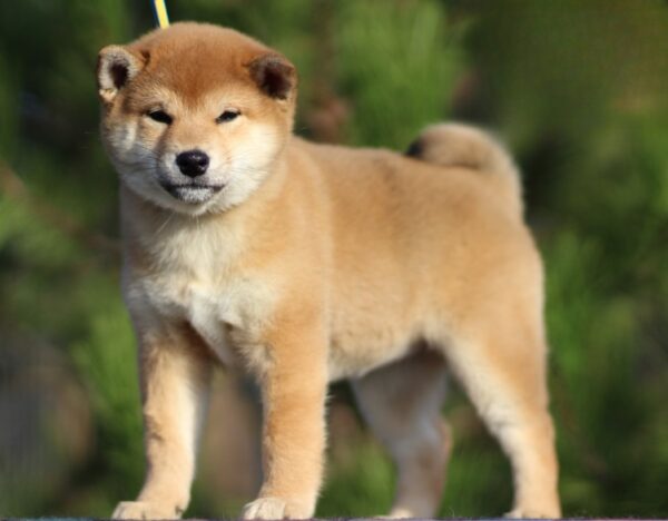Zoom Zoom Shiba Inu Zoom Zoom Shiba Inu