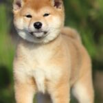 Zoom-Zoom-female-shiba-inu-puppy-for-sale-1 (2)