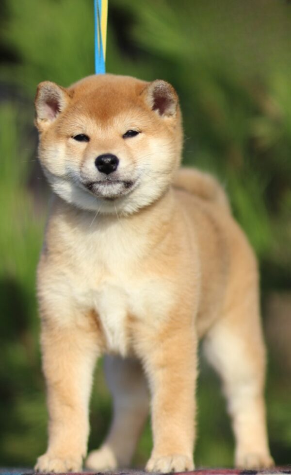 Zoom Zoom Shiba Inu Zoom Zoom Shiba Inu