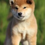 Zoom-Zoom-female-shiba-inu-puppy-for-sale-1 (3)