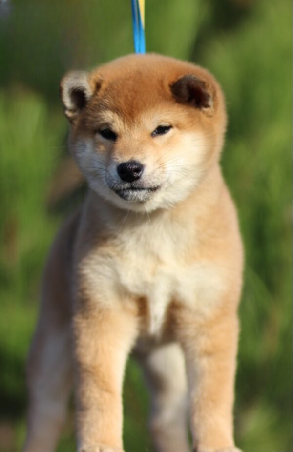 Zoom Zoom Shiba Inu Zoom Zoom Shiba Inu