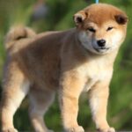 Zoom-Zoom-female-shiba-inu-puppy-for-sale-1 (4)