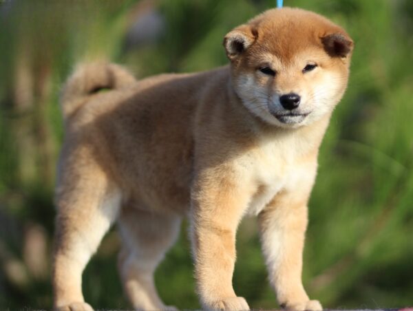 Zoom Zoom Shiba Inu Zoom Zoom Shiba Inu