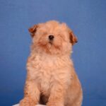Zorko-male-Maltipoo-puppy-for-sale-1