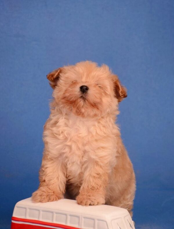 Zorko Maltipoo Zorko Maltipoo