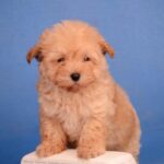 Zorko-male-Maltipoo-puppy-for-sale-2