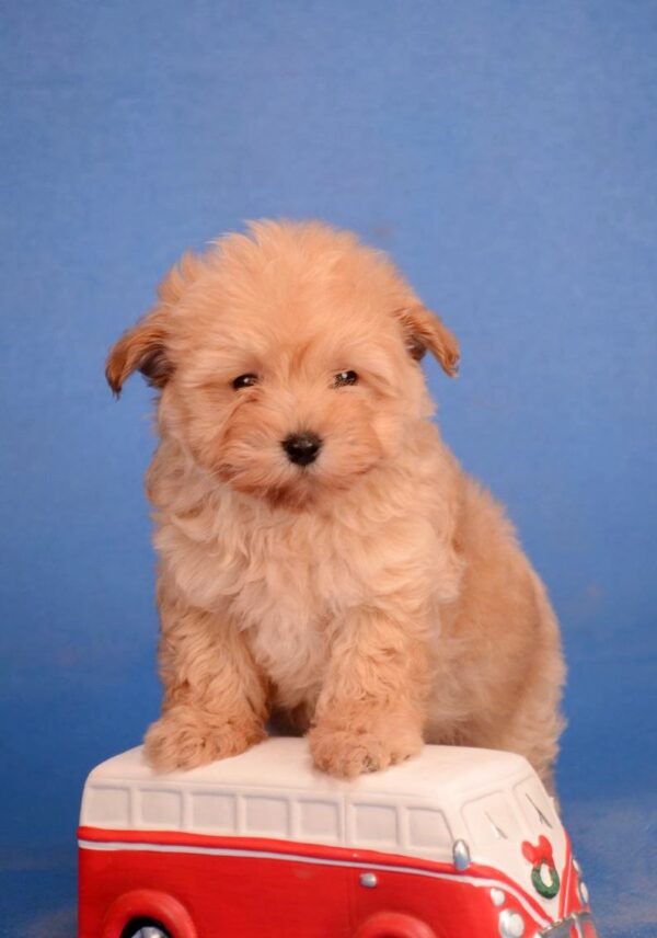 Zorko Maltipoo Zorko Maltipoo