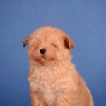 Zorko-male-Maltipoo-puppy-for-sale-3