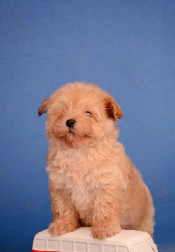 Zorko Maltipoo Zorko Maltipoo