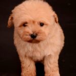 Zorko-male-Maltipoo-puppy-for-sale-4