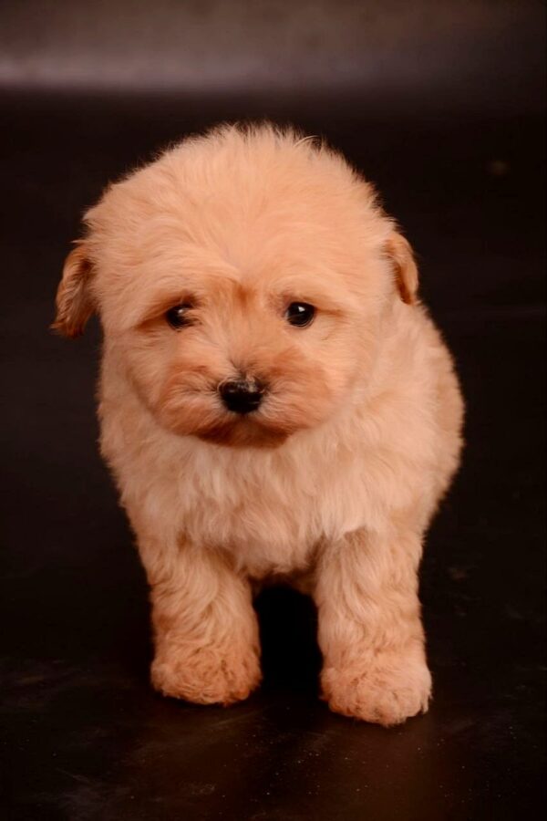 Zorko Maltipoo Zorko Maltipoo