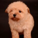 Zorko-male-Maltipoo-puppy-for-sale-5