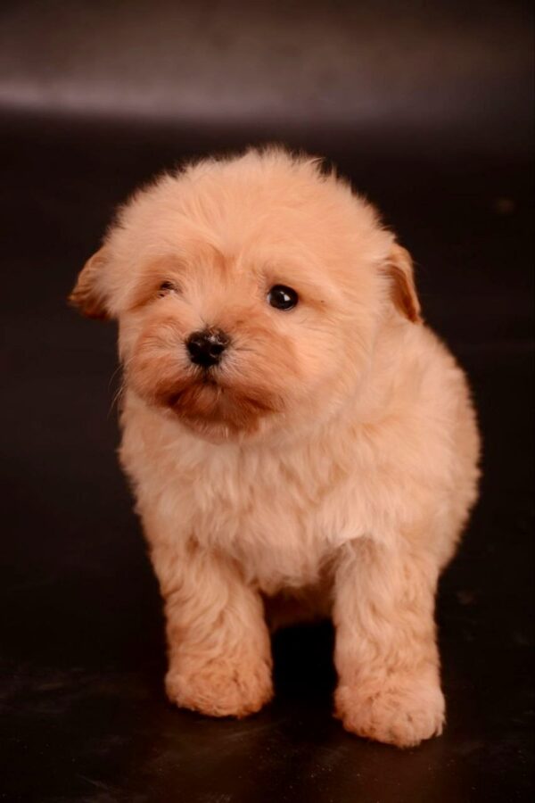 Zorko Maltipoo Zorko Maltipoo