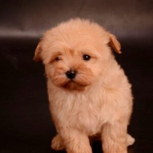 Zorko Maltipoo Zorko Maltipoo