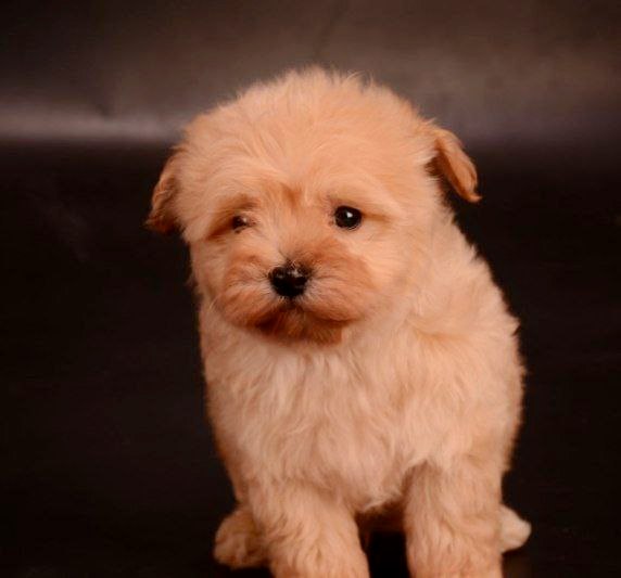 Zorko Maltipoo Zorko Maltipoo