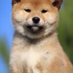 Zoryana-female-shiba-inu-puppy-for-sale-1 (1)