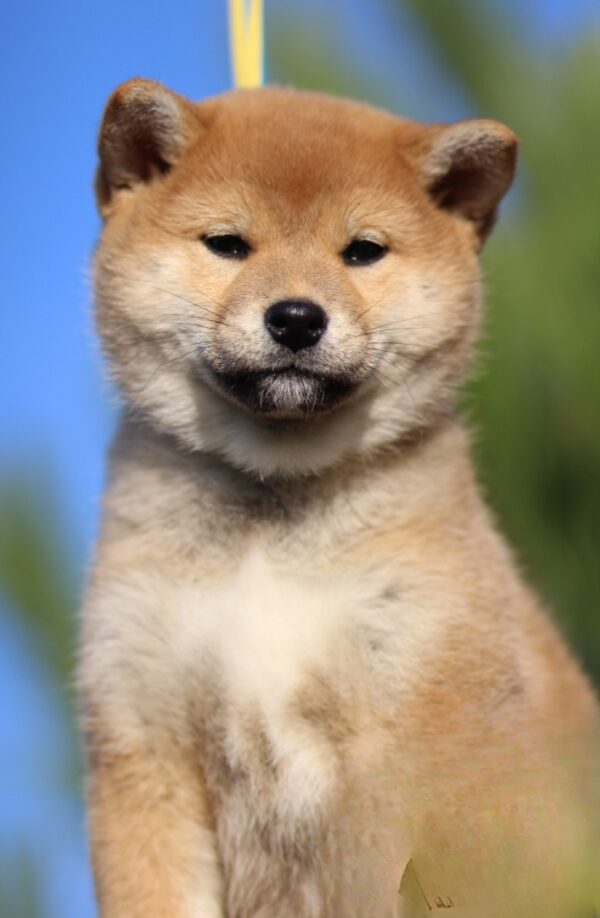 Zoryana Shiba Inu Zoryana Shiba Inu