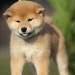 Zoryana-female-shiba-inu-puppy-for-sale-1 (2)