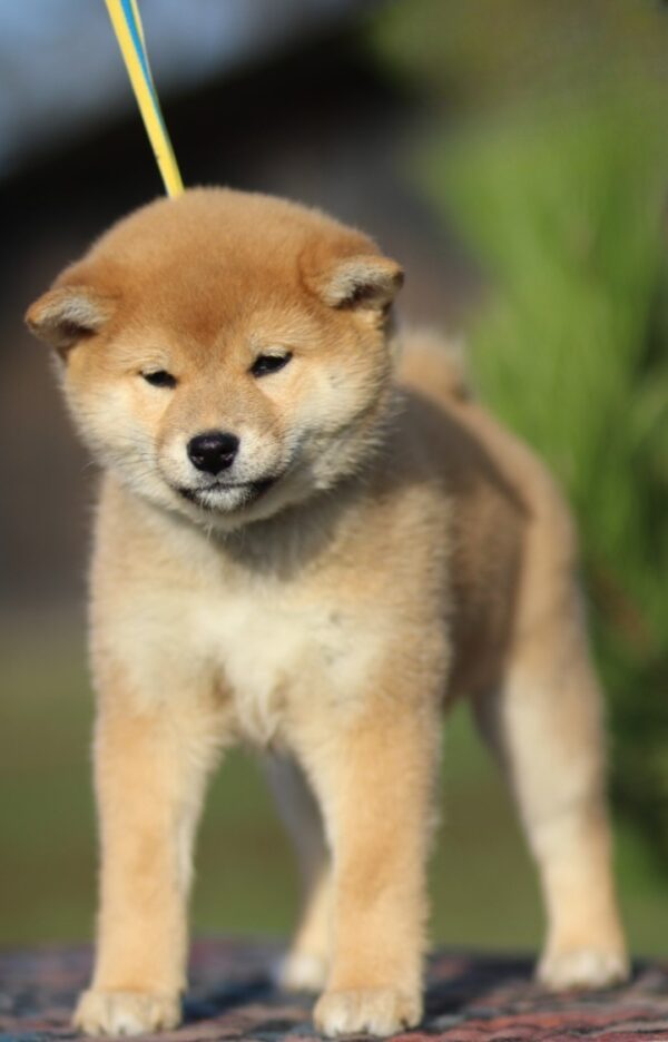 Zoryana Shiba Inu Zoryana Shiba Inu