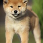 Zoryana-female-shiba-inu-puppy-for-sale-1 (3)