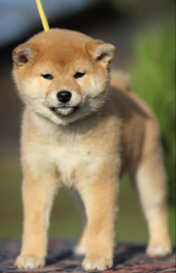 Zoryana Shiba Inu Zoryana Shiba Inu