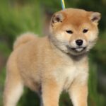 Zoryana-female-shiba-inu-puppy-for-sale-1 (4)