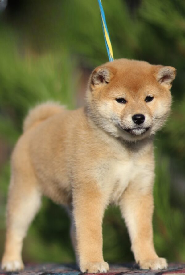Zoryana Shiba Inu Zoryana Shiba Inu